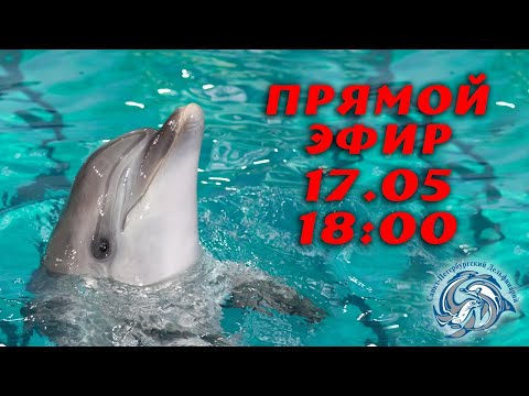 Видео: Дельфин афалина с королевским характером в Санкт-петербургском Дельфинарии