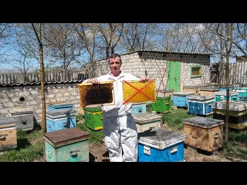 Видео: Как расширять гнезда весной в пчелосемьях/Чем расширять сушь или вощиной.