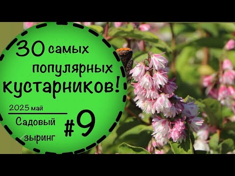 Видео: Садовый зыринг # 9☘️ Самые популярные кустарники для сада☘️
