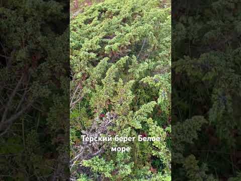 Видео: Можжевельник Сибирский