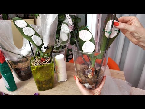 Видео: СЛОЖНАЯ реанимация орхидей. ВОССТАНОВИТЬ ВОЗМОЖНО?! Виталайзеры, адаптогены УНИЧТОЖАТ наши орхидеи?