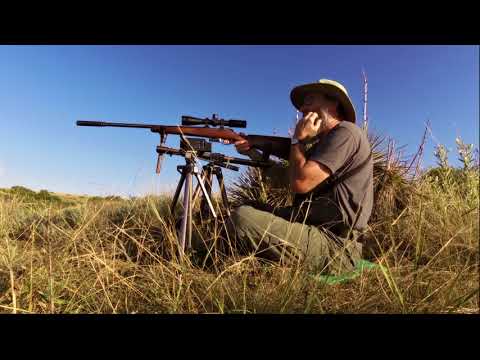 Видео: Пуля Prairie dog control, 17H с пулей Hornady 25gr HP. #2 Возможно, лучшая пуля для 17 Hornet.