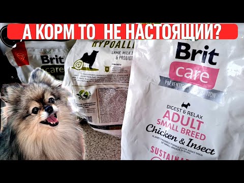 Видео: Корм для шпица Brit Care. Шпиц постоянно голодный.