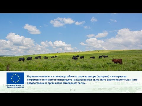 Видео: АГРОФОРУМ: Предимства, но и рискове да отглеждаш ягоди и малини в оранжерия