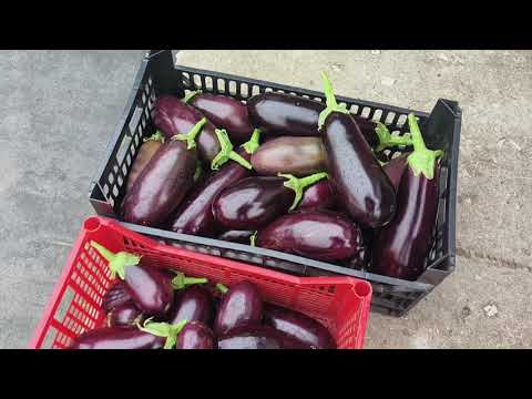 Видео: Собрала урожай и к реке за шиповником.