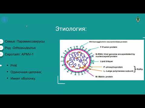 Видео: 4. Вирусные болезни птиц