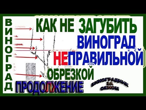 Видео: 🍇  5 секретов обрезки винограда. Как сохранить форму куста. Школа виноградаря 2019 Часть №8.