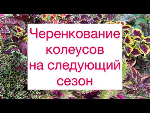 Видео: Черенкование колеусов☘️🌼на следующий сезон