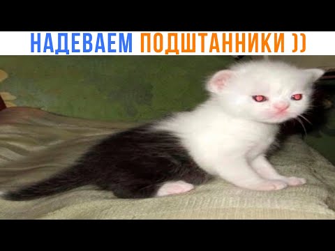 Видео: ДЕЛОВОЙ, ПОДШТАННИКИ НАДЕЛ ))) | Приколы с котами | Мемозг 1500