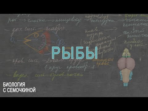 Видео: Рыбы