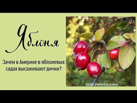 Видео: Яблоня.  Зачем в Америке в яблоневых садах высаживают дички.
