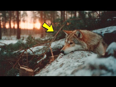 Видео: ОН СПАС ВОЛЧИЦУ В ТАЙГЕ. ЧЕРЕЗ ГОД ОНА ВЕРНУЛАСЬ, ЧТОБЫ СПАСТИ ЕГО...