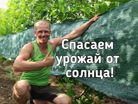 Видео: Защитите урожай от солнца