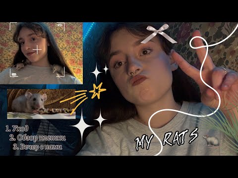 Видео: Обзор клетки крыс FERPLAST Furat / Уборка в клетке крыс / Крысята и все о них