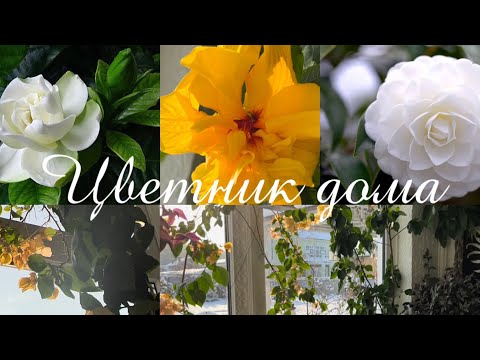 Видео: Мои комнатные растения 🪴 мой зимний сад, экскурсия