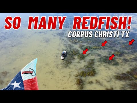 Видео: Я нашёл сотни окуней в нескольких дюймах воды (Корпус-Кристи, Техас)