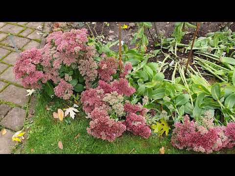 Видео: Размножение очитка осенью.