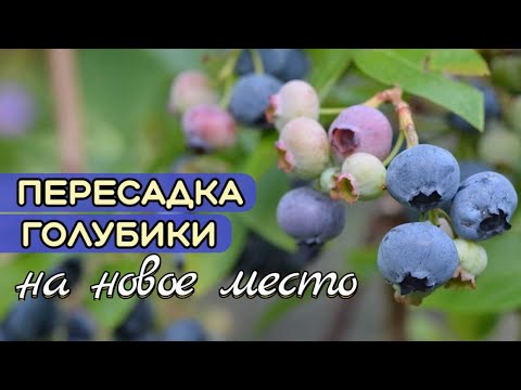 Видео: Пересадка / Посадка  ГОЛУБИКИ легко и просто. ПЕРЕСАЖИВАЕМ голубику на новое место.