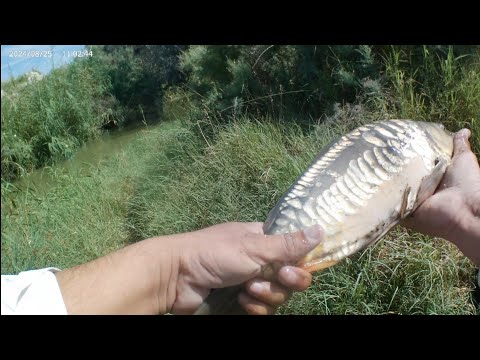 Видео: Бугун факат сазанлар чикди