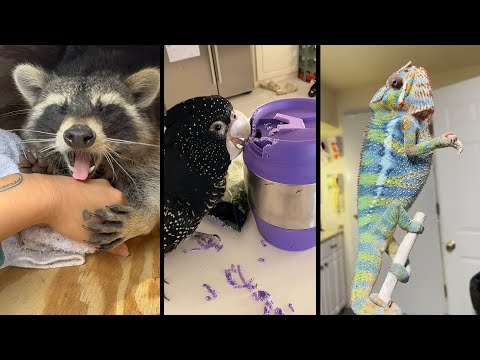 Видео: Cute and funny ANIMALS🐯Videos🔶 Сompilation  # 3🔶