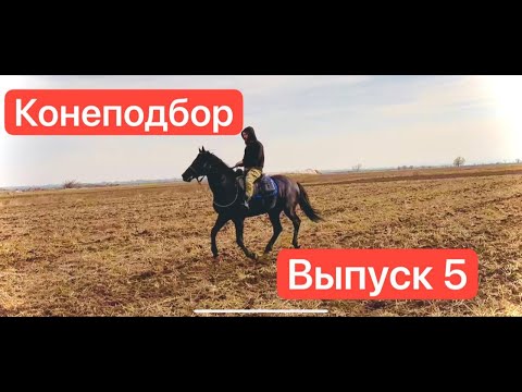 Видео: Нашли и купили лошадей на Кавказе | Выпуск 5 | Александр Обжерин