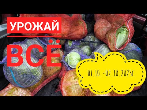 Видео: Урожайный был год♥️#влог#жизнь#урожай 