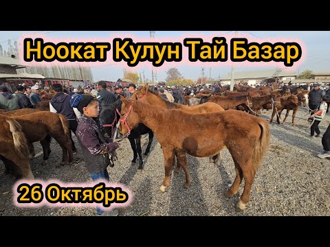 Видео: Ноокат Жылкы Базар Кулундар Тайлар #байкж 26 Октябрь