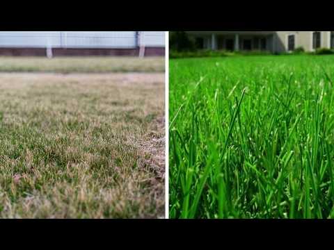 Видео: НИКОГДА не делайте это с ГАЗОНОМ!