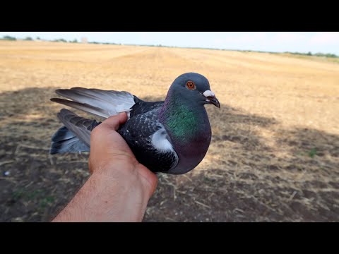 Видео: Нашел голубя на трассе / found a pigeon on the road