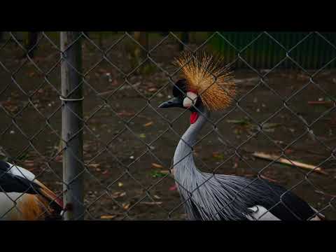 Видео: Пешие маршруты Грузии | Цихисдзири, Шекветили | 28.10.2025