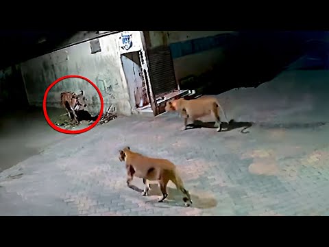 Видео: Когда Животные Связались не с Тем Противником