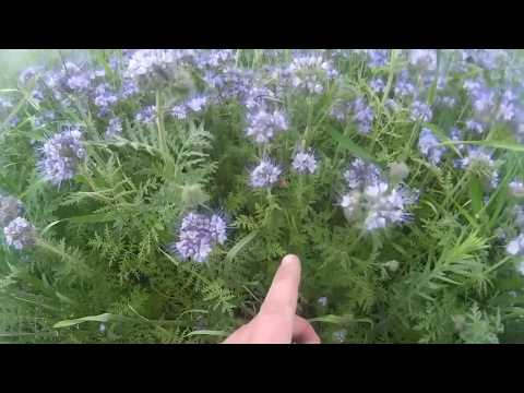 Видео: Фацелия конвеер - не работает. Замачивал семена фацелии, результат.