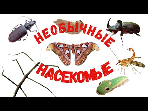 Видео: Насекомые для детей. Необычные насекомые. Развивающее видео.