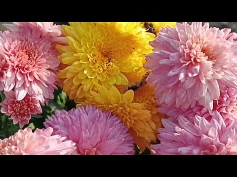 Видео: ХРИЗАНТЕМА МУТАНТ? ИЗ ОДНОГО ЧЕРЕНКА ДВА РАЗНЫХ СОРТА. ВОЗМОЖНО ТАКОЕ?