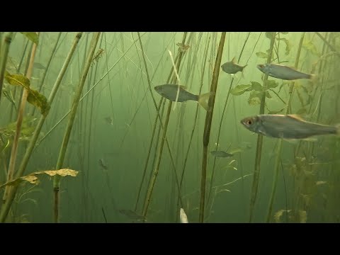 Видео: КАМЫШОВАЯ ОХОТА - ОХОТА В ЗАСАДЕ