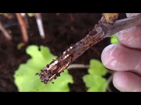 Видео: Ризопон сотворил чудо с безнадёжными ЭЛИТНЫМИ черенками винограда,корень на 4 день😲