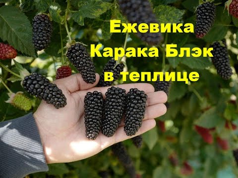 Видео: Ежевика Карака Блэк в теплице