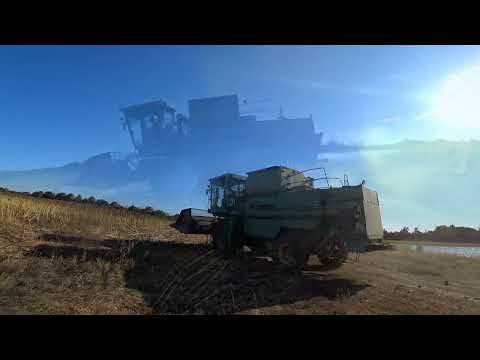 Видео: уборка подсолнечника санмарин  421