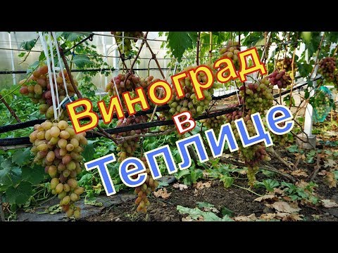 Видео: Виноград. Первый урожай в новой  теплице  .
