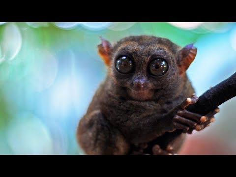 Видео: Индонезия. Экспедиция на остров Сулавеси. 5 серия (1080p HD) | Мир Наизнанку - 5 сезон