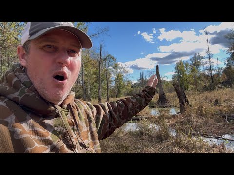 Видео: Бобровая топь превратилась в лучшее место для охоты на оленей.