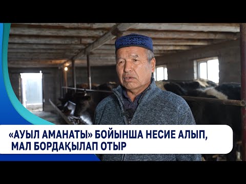 Видео: «Ауыл аманаты» бойынша несие алып, мал бордақылап отыр