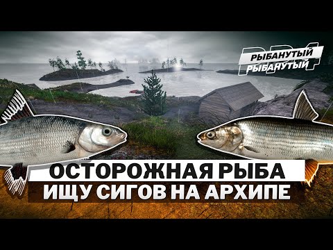 Видео: Охотник за СИГАМИ ● Ищу ОСТРОЖСКОГО и не только ● Русская Рыбалка 4