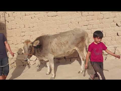 Видео: Як сар гови бугуз наздик 29.10.2025.тел:078.18.54.54 навори тоза 