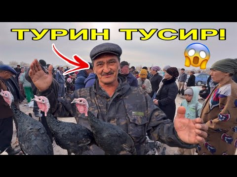Видео: ТУРЛЕРИН ТУСИР! ! 16-НОЯБР 2025 ШЫМБАЙ ТАУЫҚ БАЗАРЫ БАХАЛАРЫ ӨЗГЕРДИ ! КУРИНЫЙ РЫНОК