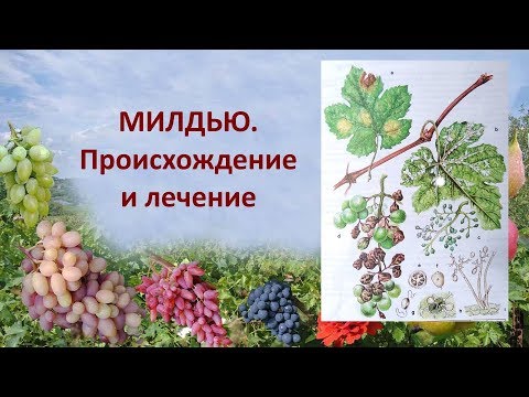 Видео: @Милдью или ложная мучнистая роса на винограде  Милдью