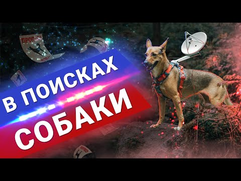 Видео: ПОИСК СОБАКИ ЗА 5 МИНУТ