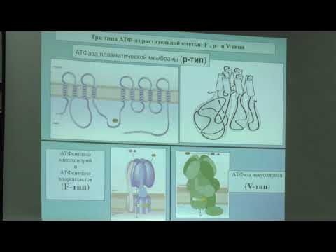Видео: Носов А. М. - Физиология растений I - 9. Минеральное питание, водный обмен растений