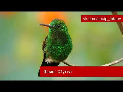 Видео: Шоип _ Х1уттут.