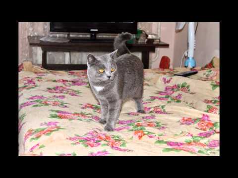 Видео: Мой кот ушел от меня,на мост радуги:(